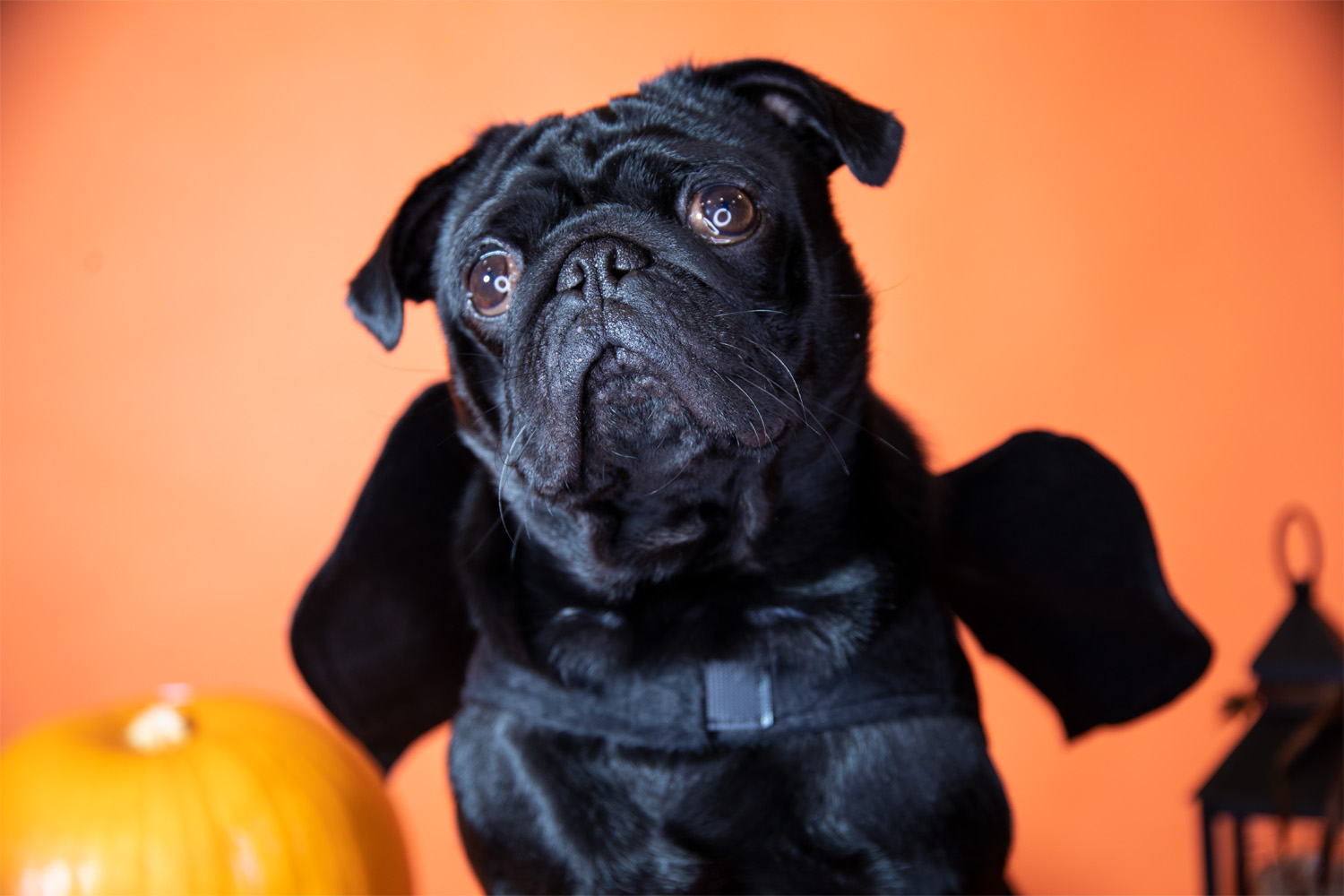 pug dressed as bat