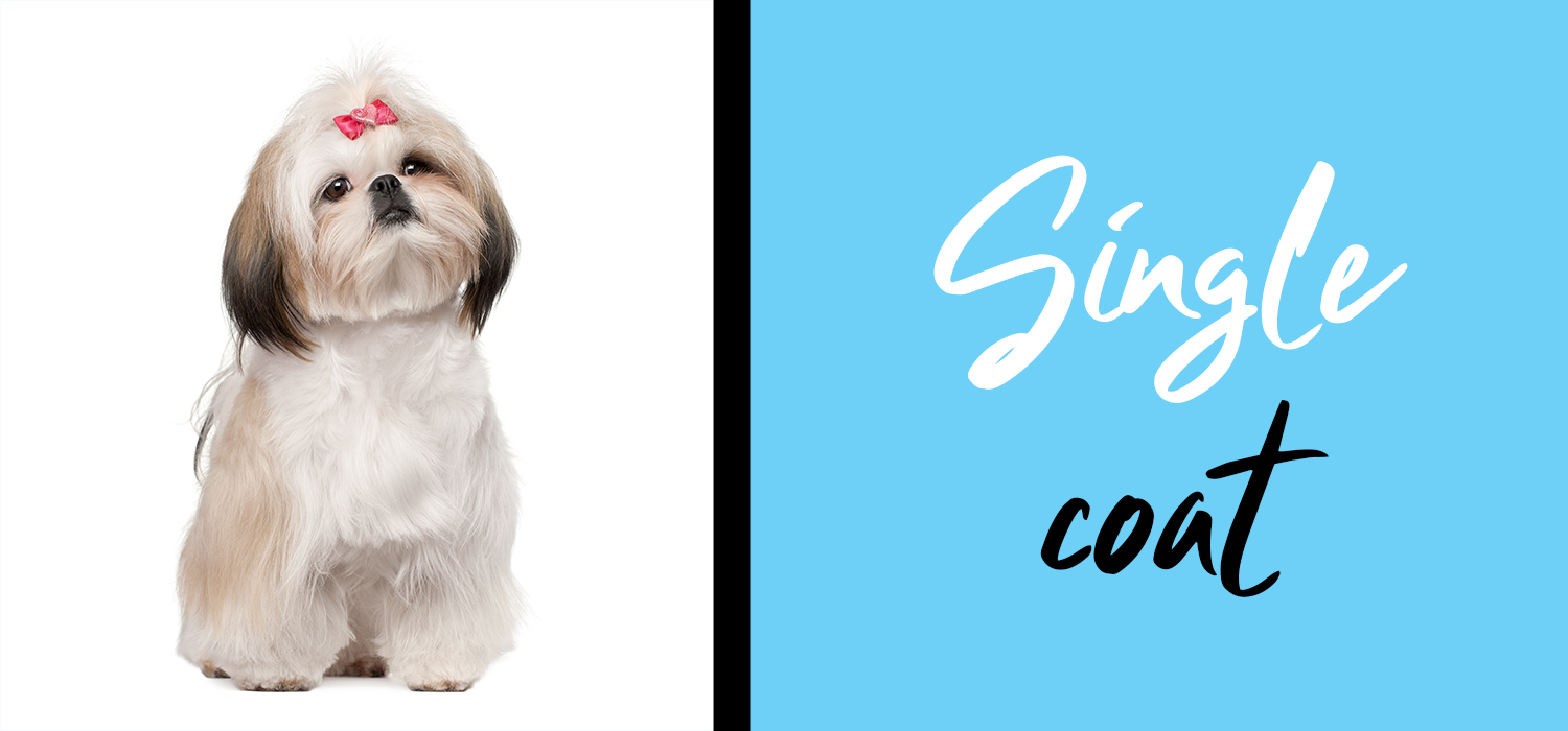 shih tzu with words single coat