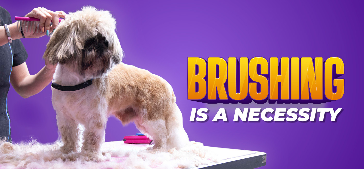dog being brushed with text