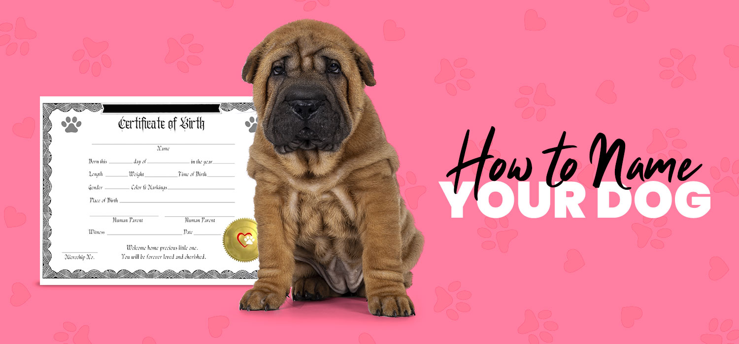 how to name your dog