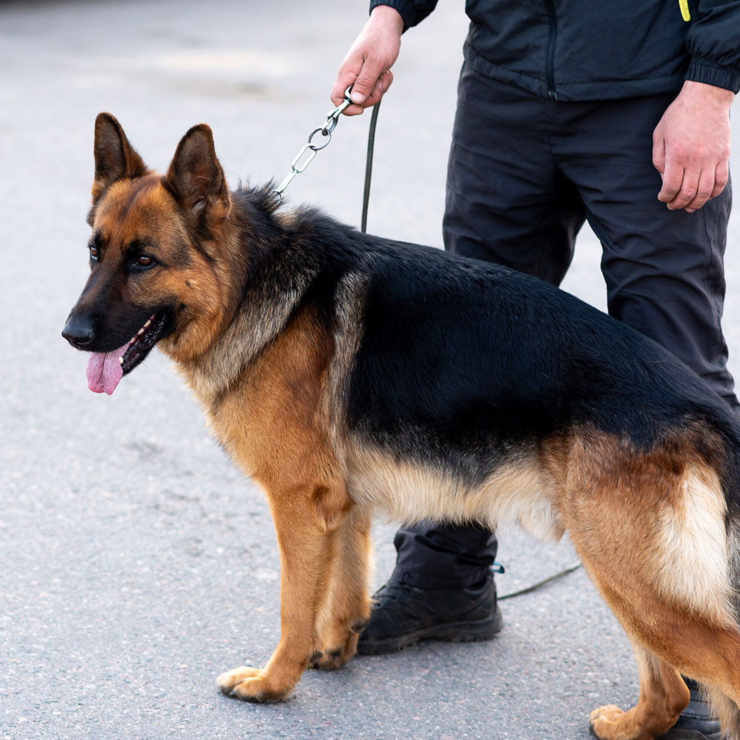 German Shepherd Police Dog