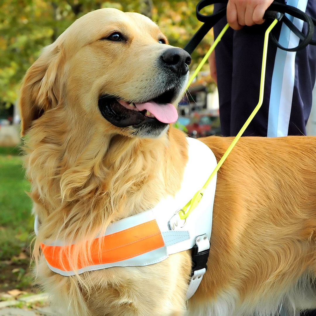 Golden Retriever Support Dog