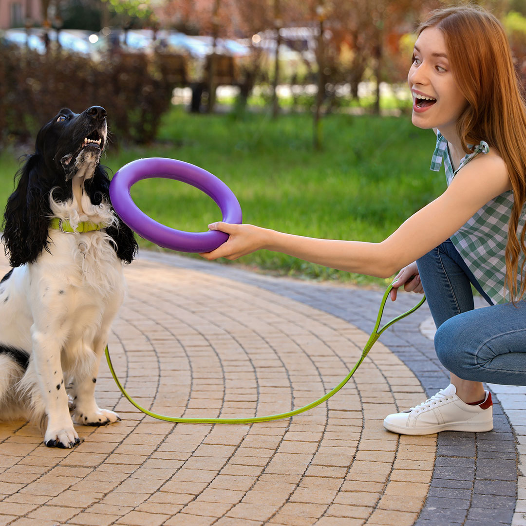 English Springer Spaniel Toy
