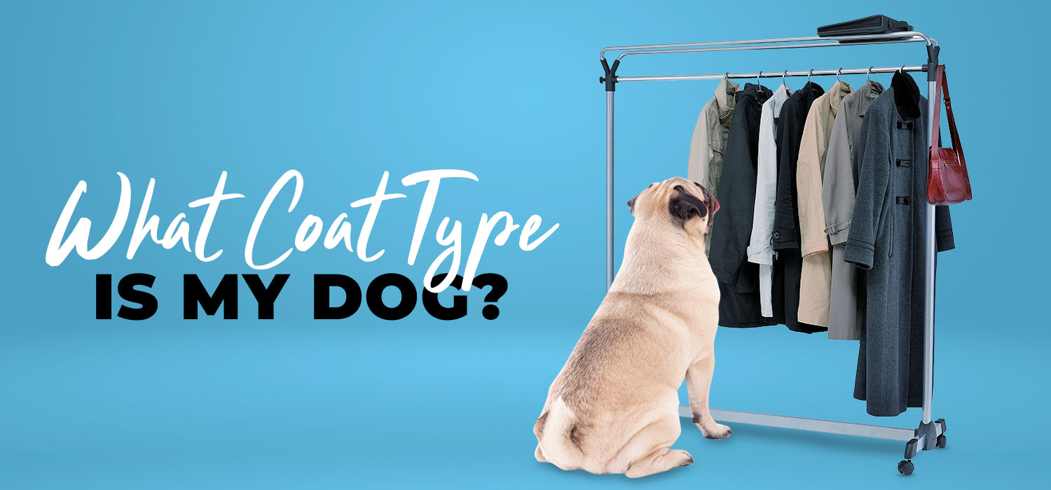 What Coat Type Is my Dog