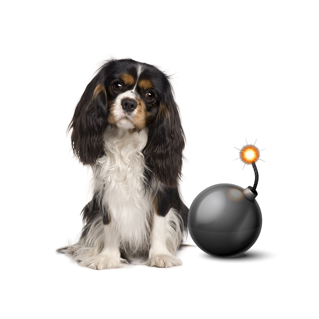 bomb proof dog