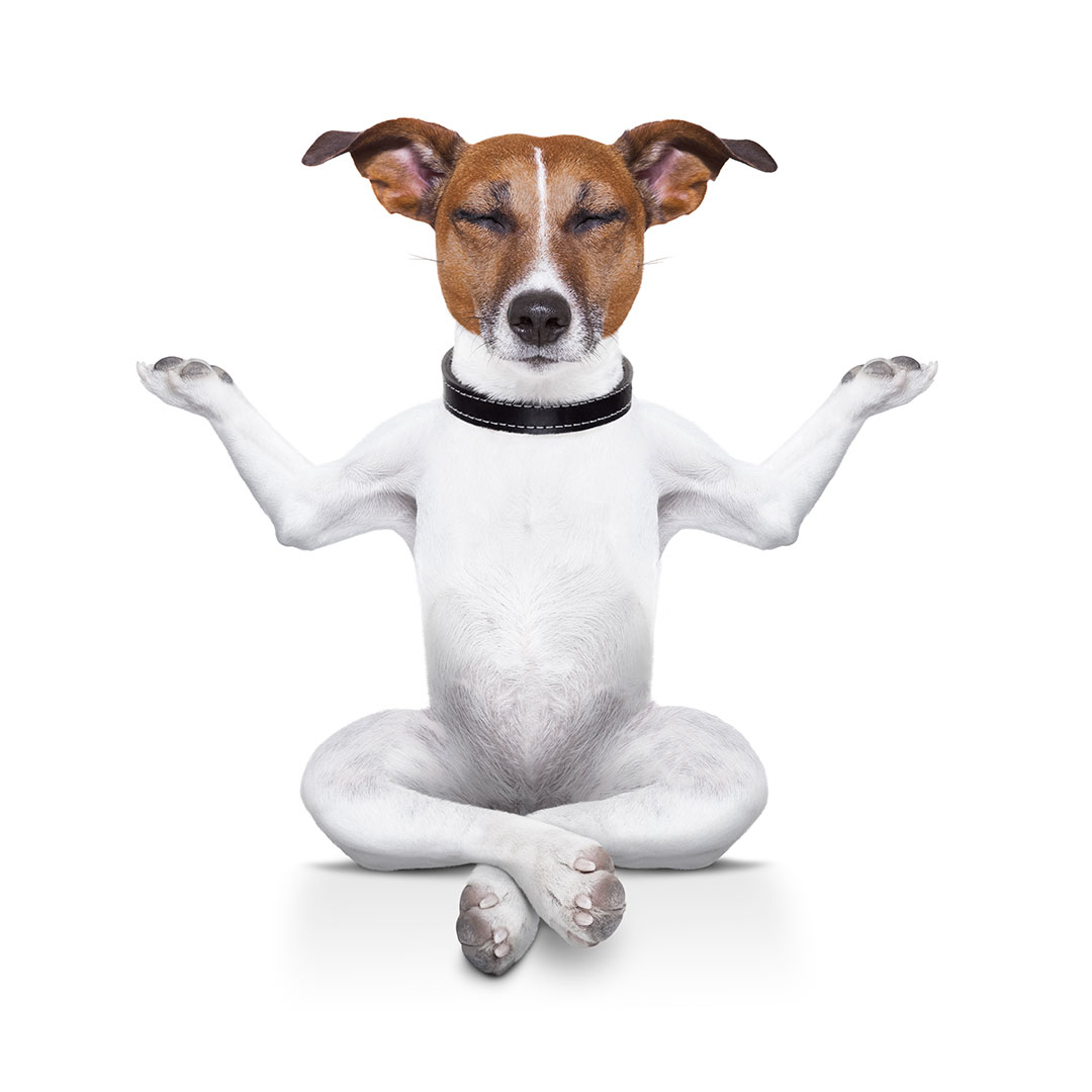 relaxed dog