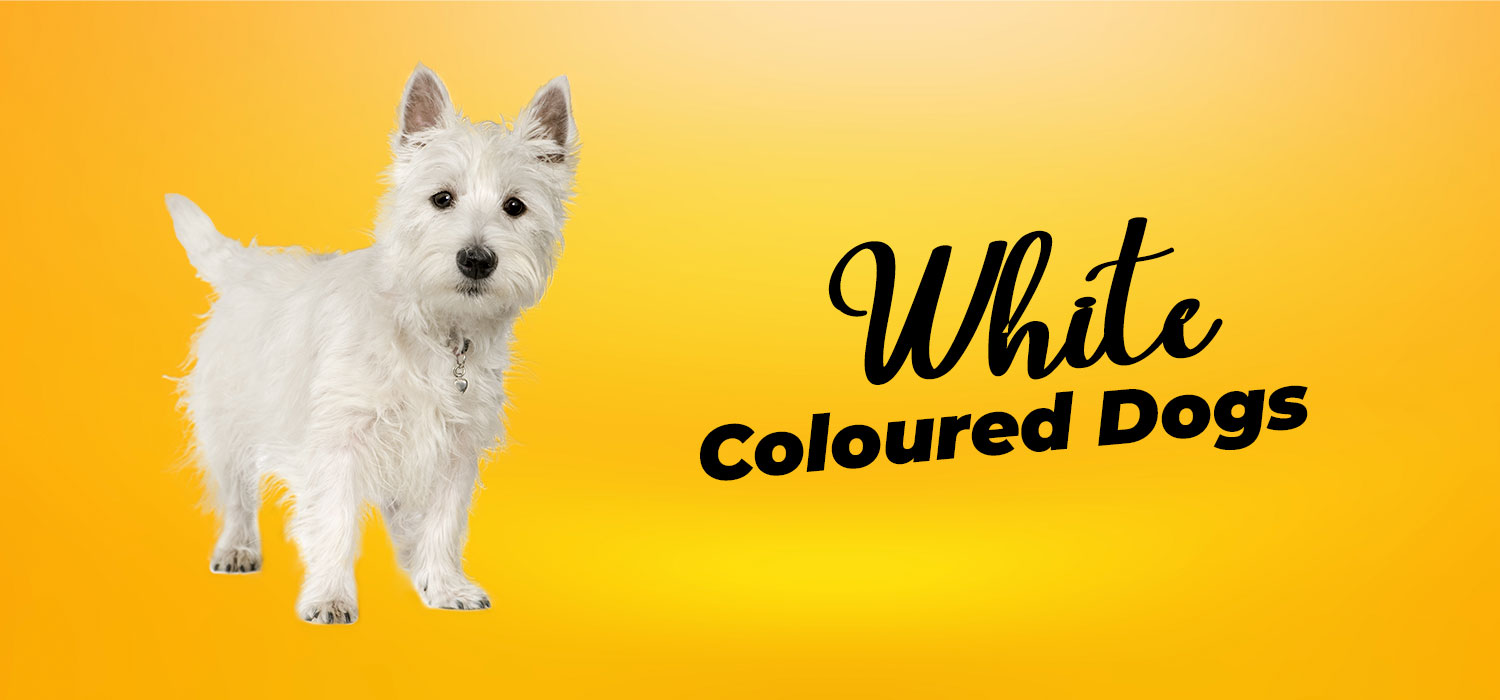 white dogs