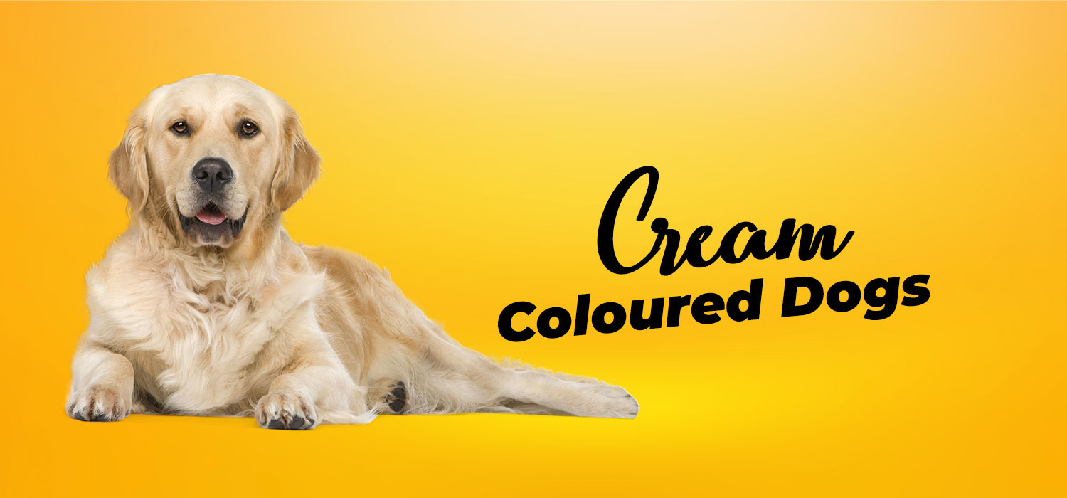 cream dogs
