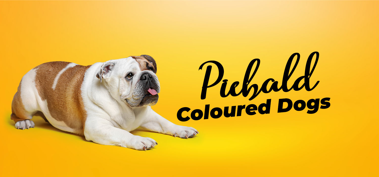 piebald dogs