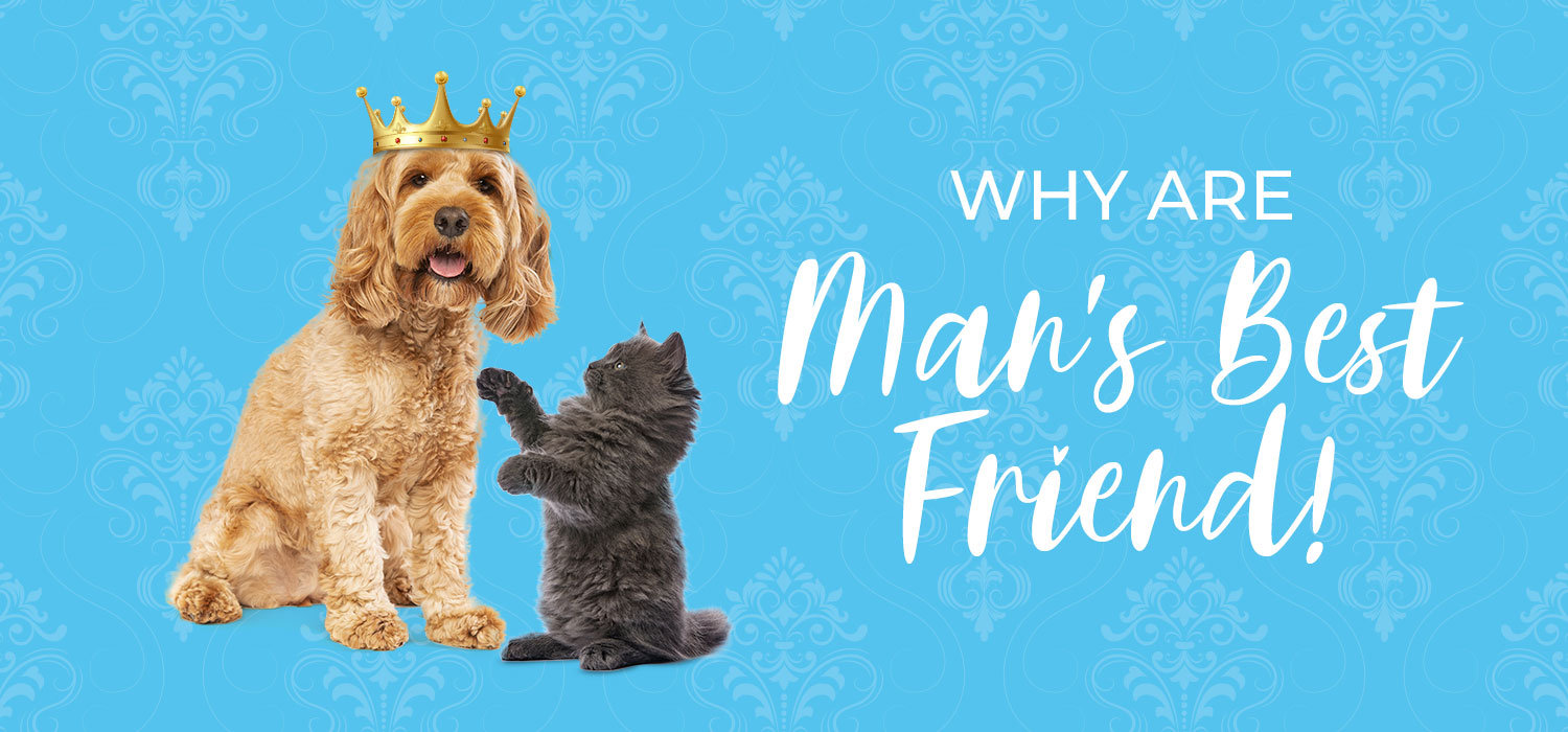 Why are dogs man's best friend
