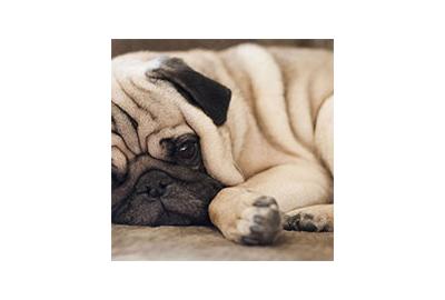 Short Coated Breeds