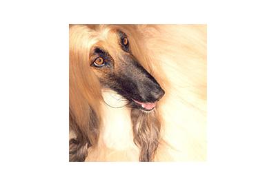 Long Coated Breeds