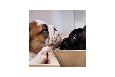Smooth Coated Breeds