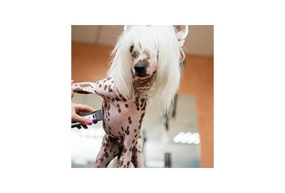 Caring For Hairless Breeds