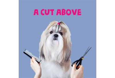 Blog - A Cut Above - Groomer Development Programme 