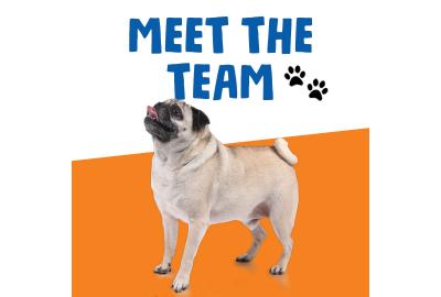 Blog - Meet Doug. Yes, Doug is a Pug.