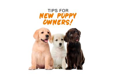 Tips for New Puppy Owners