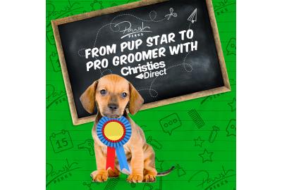 From Pup Star to Pro Groomer with Christies Direct
