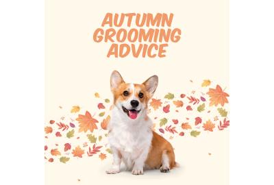 Autumn Grooming and Halloween