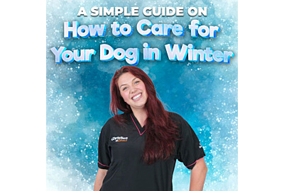 A Simple Guide on How to Care For Your Dog in the Winter