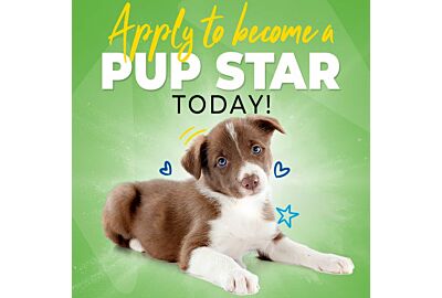 Essential Tips for Dog Grooming Students: Your Guide to Success in the Grooming Industry