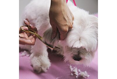 The Ultimate Guide to Dog Grooming Scissors