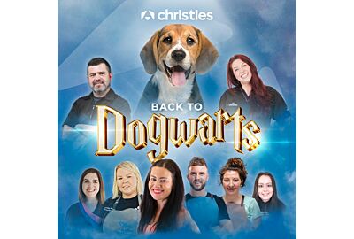 Back to Dogwarts