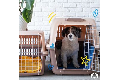 adorable bichon frise dog crate trained positioned next to pet travel carrier against brick wall backdrop with copy space