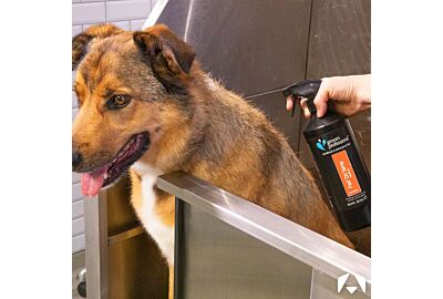 Groom Professional Fast Dri Spray – Now in a New Tropical Scent!