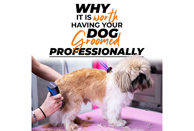 Maria Bjorn: Why its worth having your dog groomed professionally