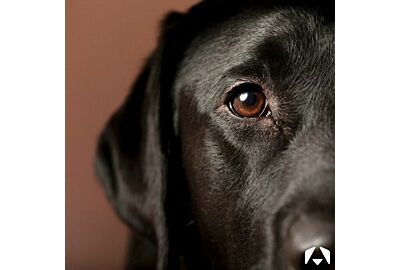 Understanding and Caring for Your Pet's Eyes with Show Tech