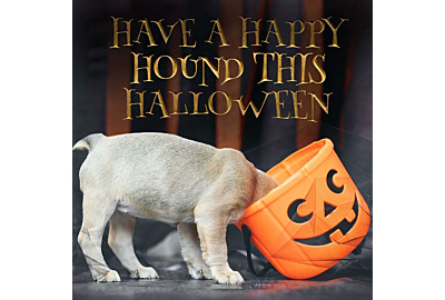 Have a Happy Hound this Halloween - Our Halloween Pet Safety Guide