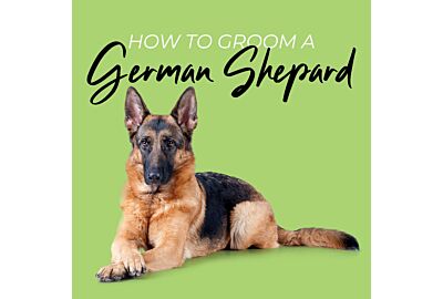 Master the Art of Grooming your German Shepard 