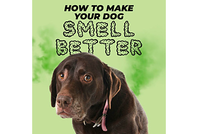 How to Make Your Dog Smell Better