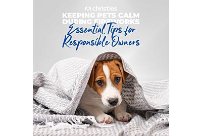  Keeping Pets Calm During Fireworks: Essential Tips for Responsible Owners