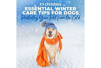 Essential Winter Care Tips for Dogs: Protecting Your Pet from the Cold