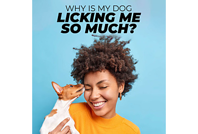 Why is My Dog Licking Me So Much?