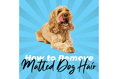 How to Remove Matted Dog Hair