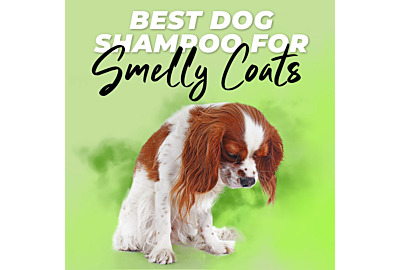 The Best Dog Shampoo for Smelly Coats