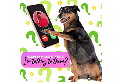 Can My Dog Tell I’m Talking to Them?