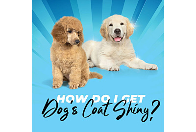 How Do I Get My Dog’s Coat Shiny?