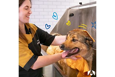 Noise and Dogs: How Groomers Can Create a Calmer, Happier Grooming Experience