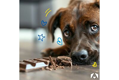 Chocolate: A Spooky Danger for Your Dog