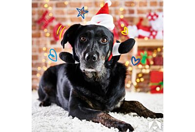 All I Want from Christies - Christmas Gift Guide 