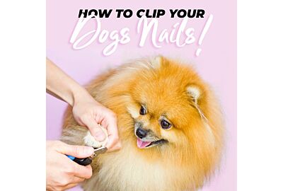 The Complete Guide to Cutting Your Dog's Nails at Home