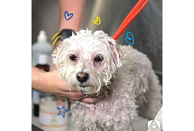 From Classroom to Grooming Table: Your Path to a Rewarding Career in Dog Grooming