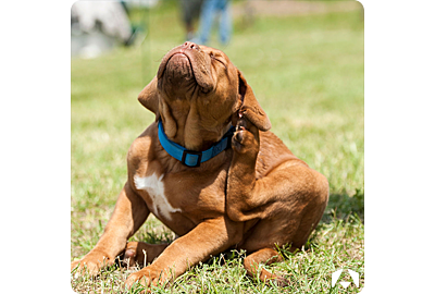 It's Tick Season: Protect Your Furry Friends