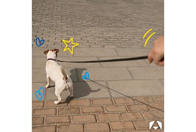 Man teaching a Jack Russell dog to walk nicely with a loose leash