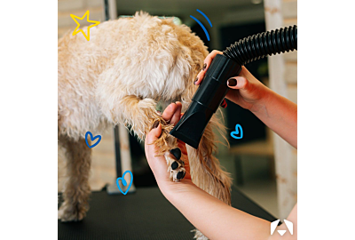 Pampered Pets: A Deep Dive into Dryers and Blasters