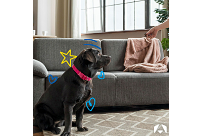 Teaching Your Dog to 'Sit' and 'Lie Down': A Step-by-Step Guide